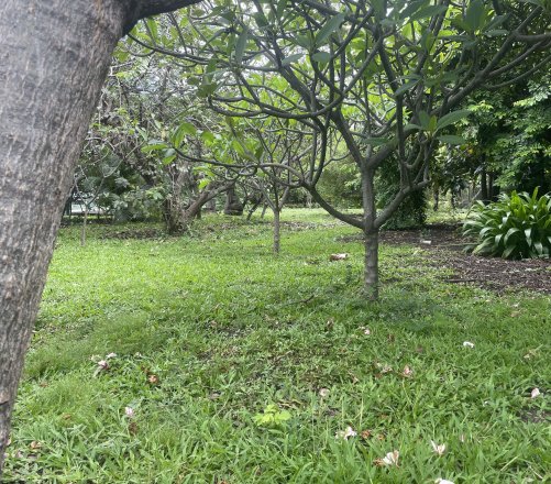 TERRAIN PLAT À PUNAAUIA – PROCHE DU BORD DE MER – BAIL EMPHYTÉOTIQUE (99 ANS)